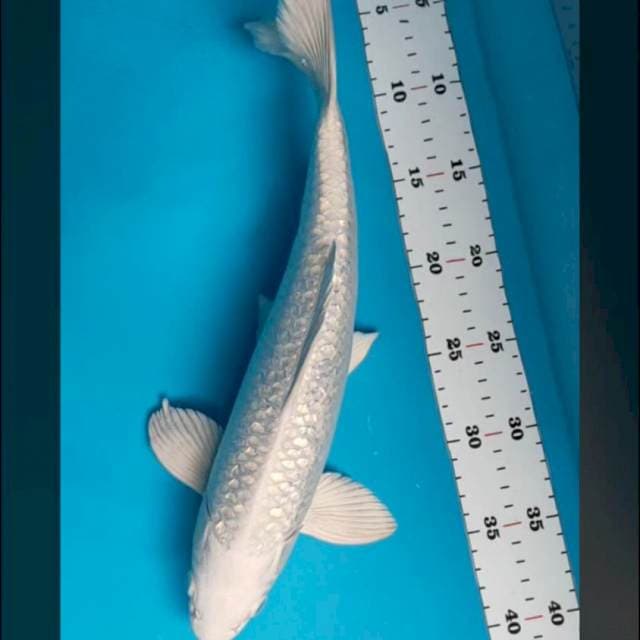 Platinum 36cm male