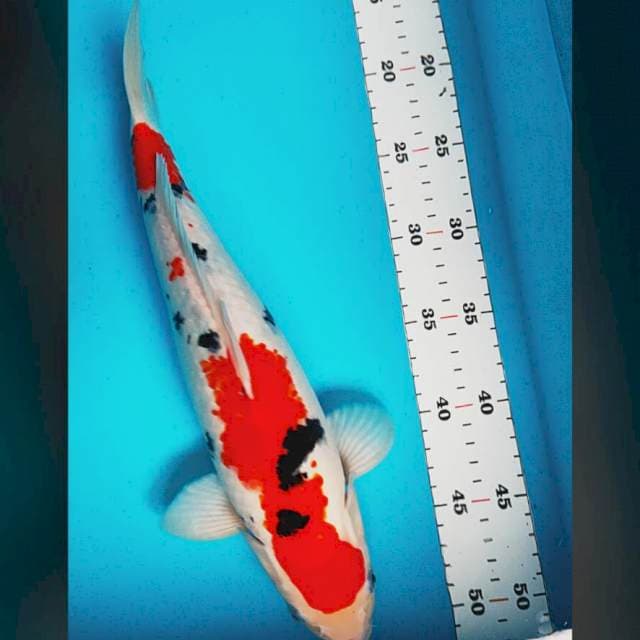 Sanke bulky 36cm male
