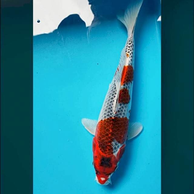 Goshiki 32cm