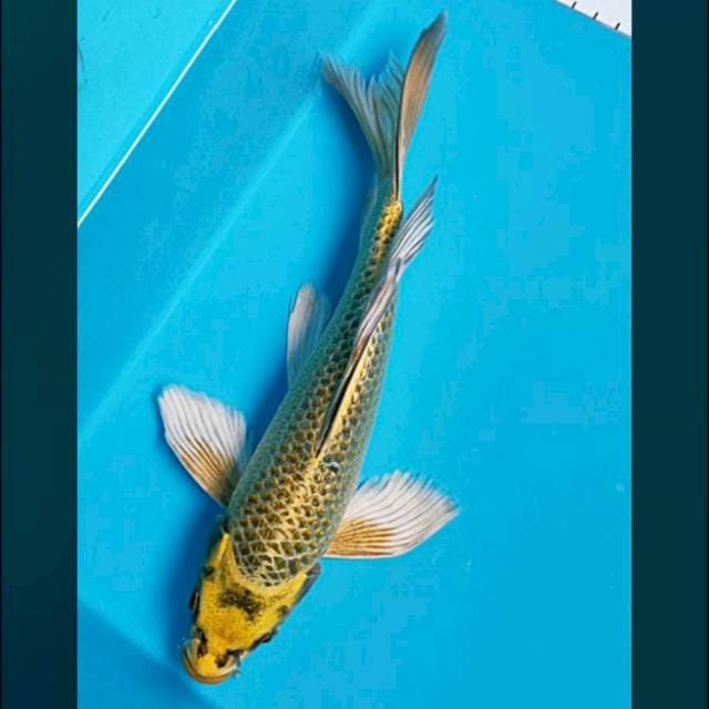Kumpay yellow mukashi 27cm male