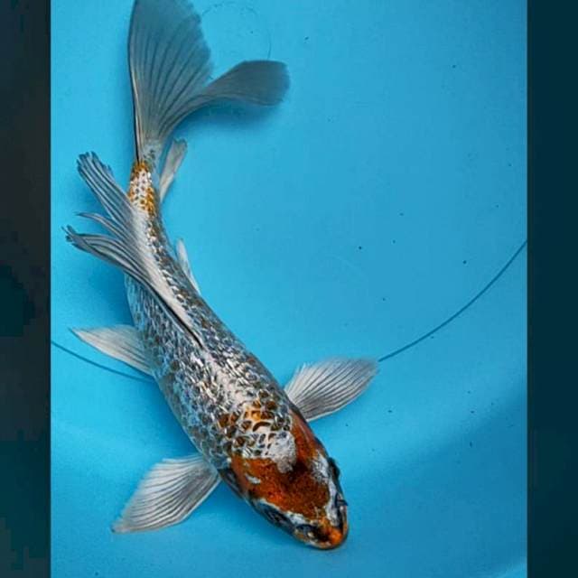 Kumpay antik ginrin 23cm