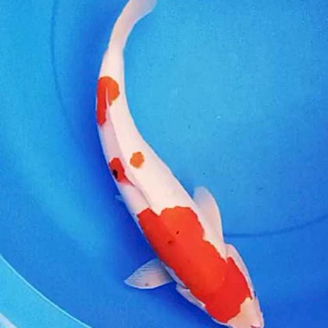 Sanke jumbo red strong 42 cm