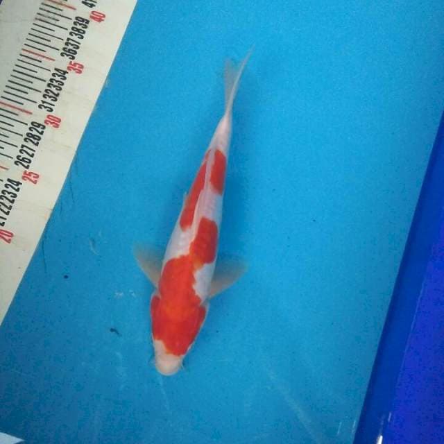 Kohaku inazuma simple