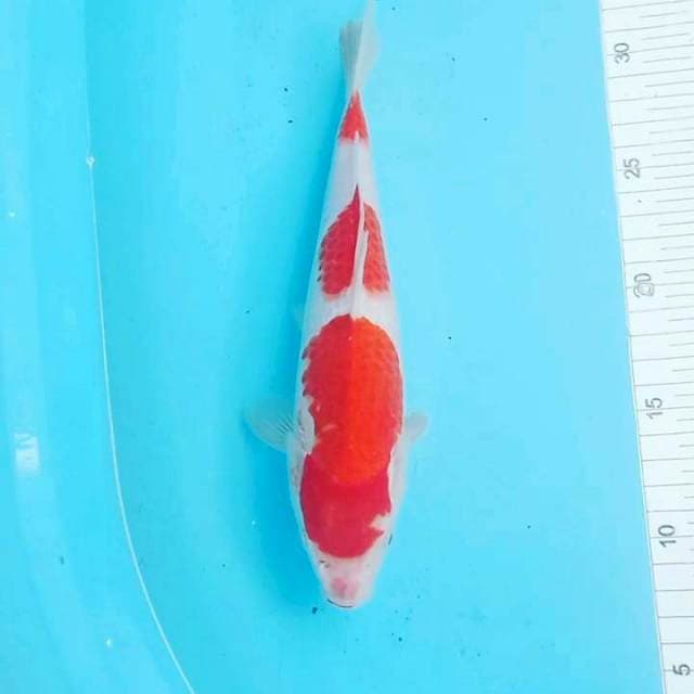 Kohaku๐๐๐๐