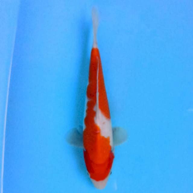 Hi Straight Kohaku 22 cm