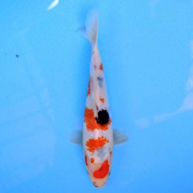 Tategoi 23 cm