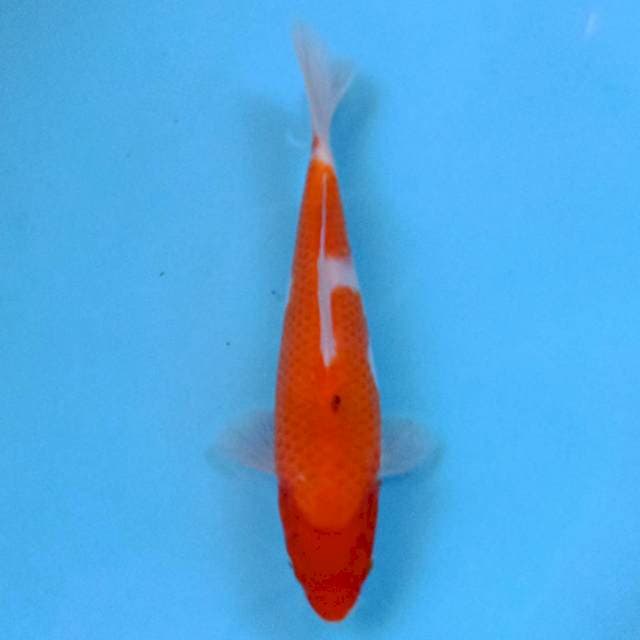 Apa Adanya 23 cm