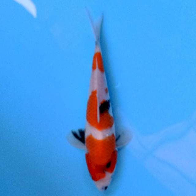 Sandan Showa 22 cm