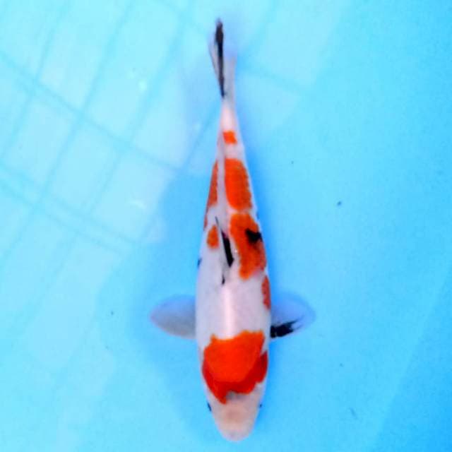 Showa 22 cm