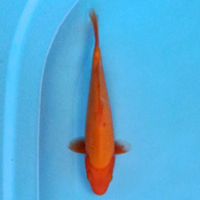Benigoi 25 cm