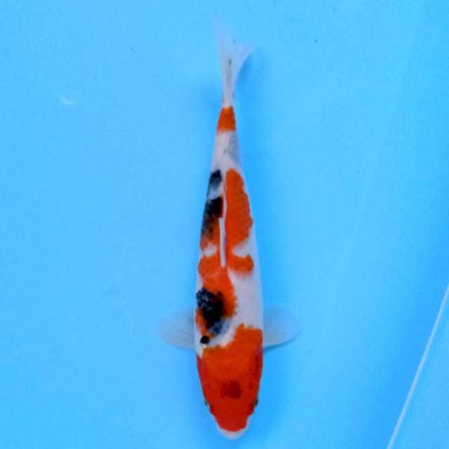 Sanke 22 cm