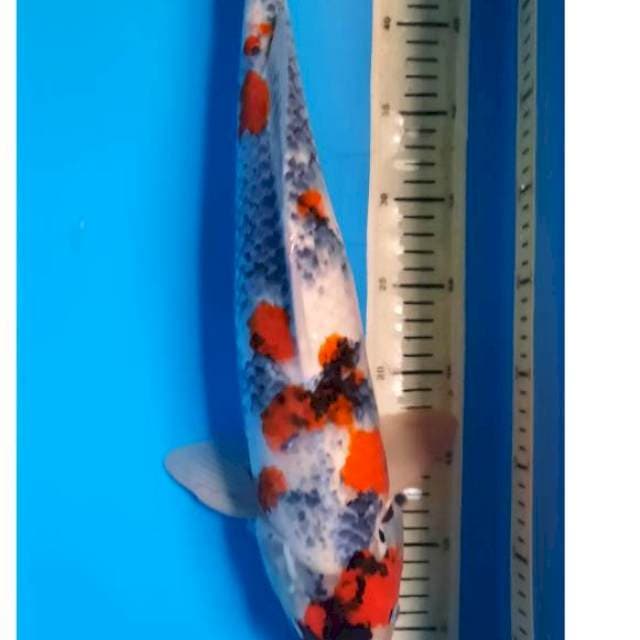 Kage showa 49cm