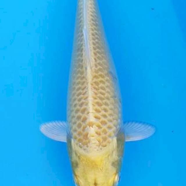 Yamabuki kuning gading 24cm