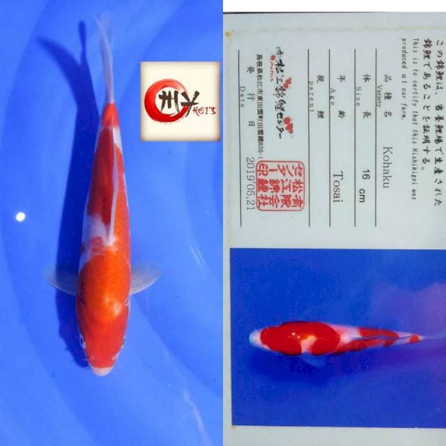Kohaku natsue 35bu