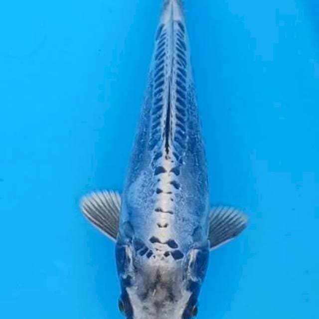 Kiko baja ringan 24cm