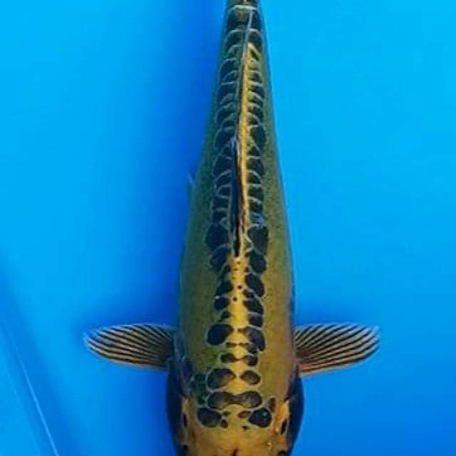 Gold mizuo ogon 23cm