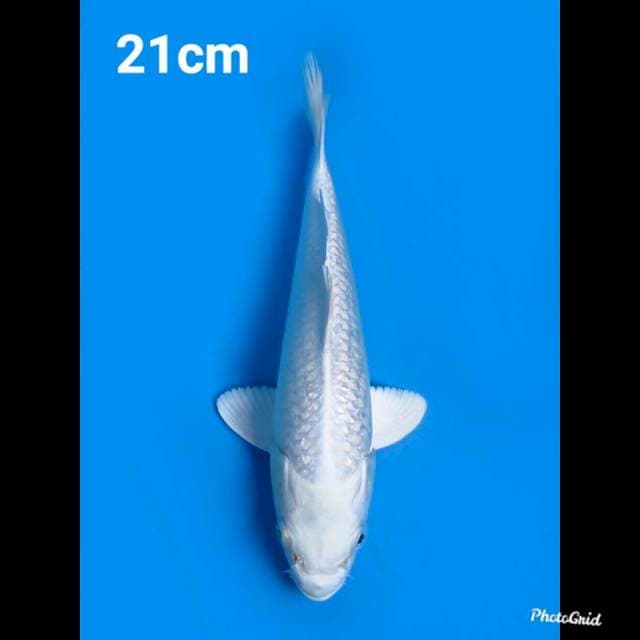 21cm , Platinum Ginrin
