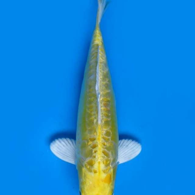 Hariwake