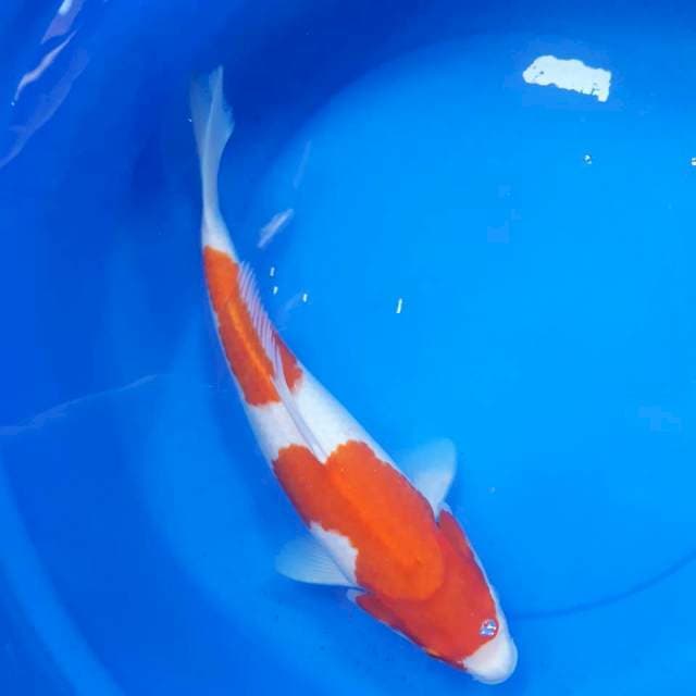 Kohaku 41 cm