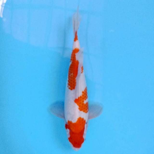 Kohaku 4 step