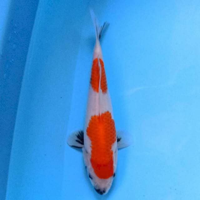 Showa 19 cm