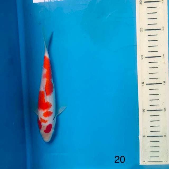 Kohaku inazuma, 20cm