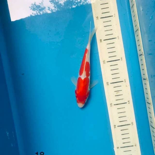 Doit kohaku, 18cm