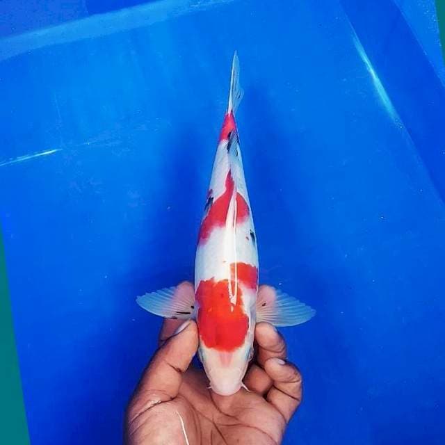 Sanke 28cm
