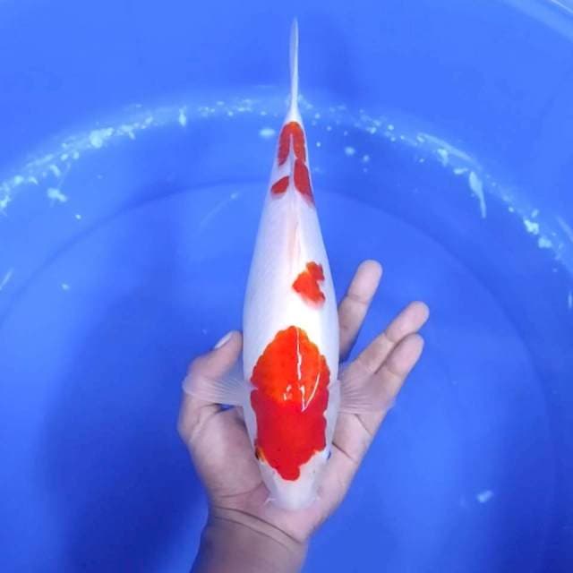 6. Kohaku Strong || 32 cm