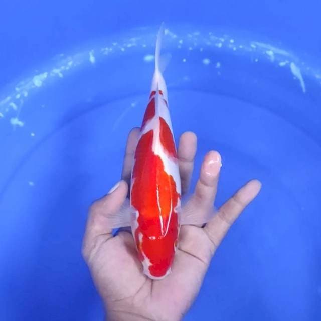 7. Kohaku Good Body || 24 cm || Jantan