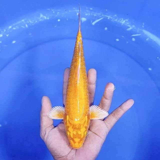 12. Aragoke || 26 cm
