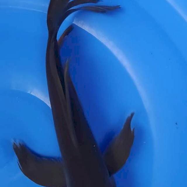 Karasugoi 25cm