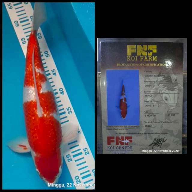 Ginrin Kohaku farm FNF Serti