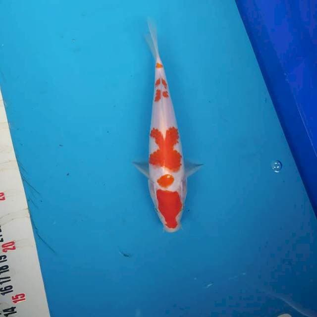 Kohaku HQ
