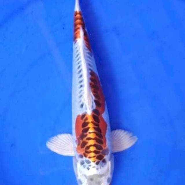 kujaki goodrings 29 cm
