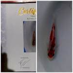 Aigoromo.10cm juara 5 