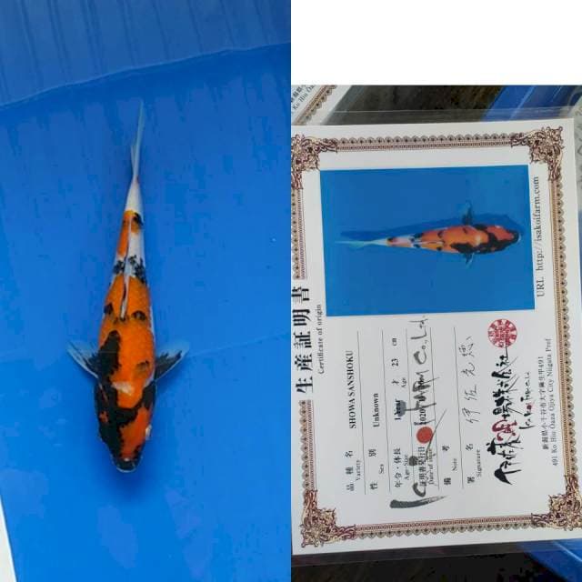 Showa ISA koi farm