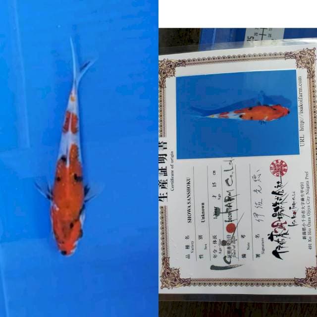 Showa ISA koi farm