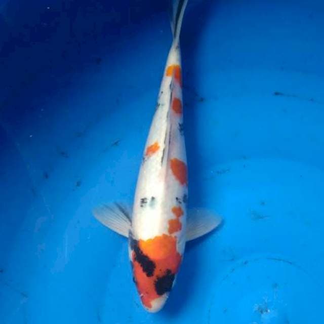 kindai showa 24 cm