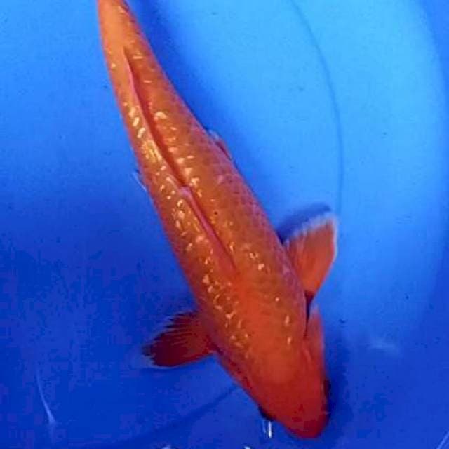 Beni karasi ginrin strong 36 cm