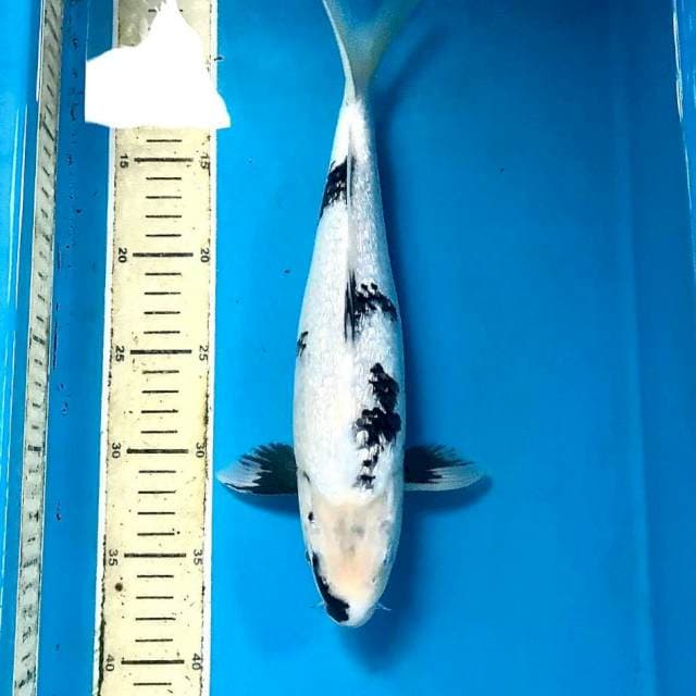Shiro Ginrin, 31 cm