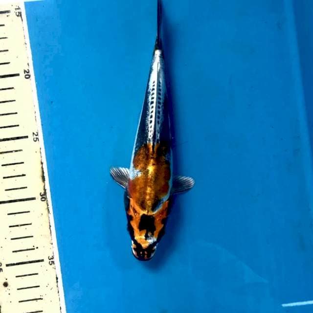 Beni kikokuryu, 20 cm