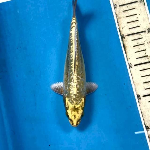 Aragoke Ginrin, 20 cm