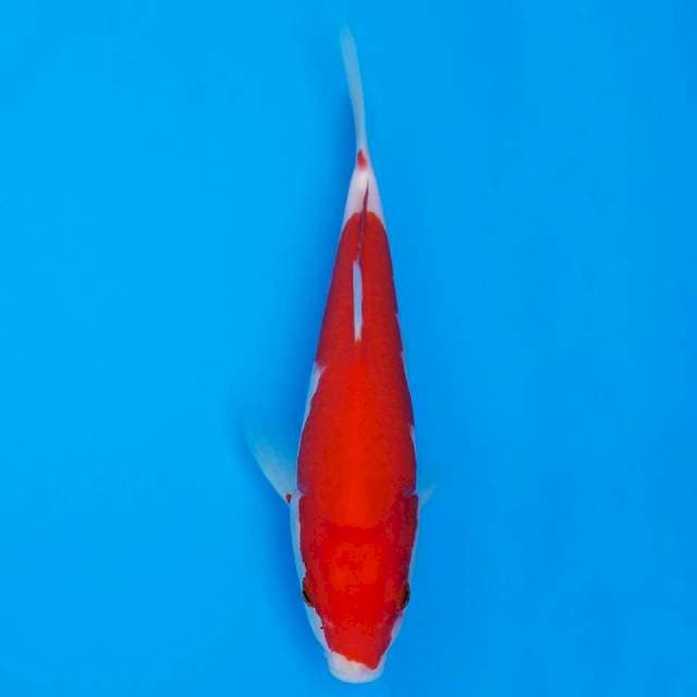 deepred kohaku 20cm sirip kecil sebelah