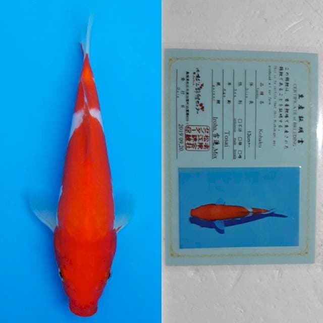 deepred matsue kohaku 24cm