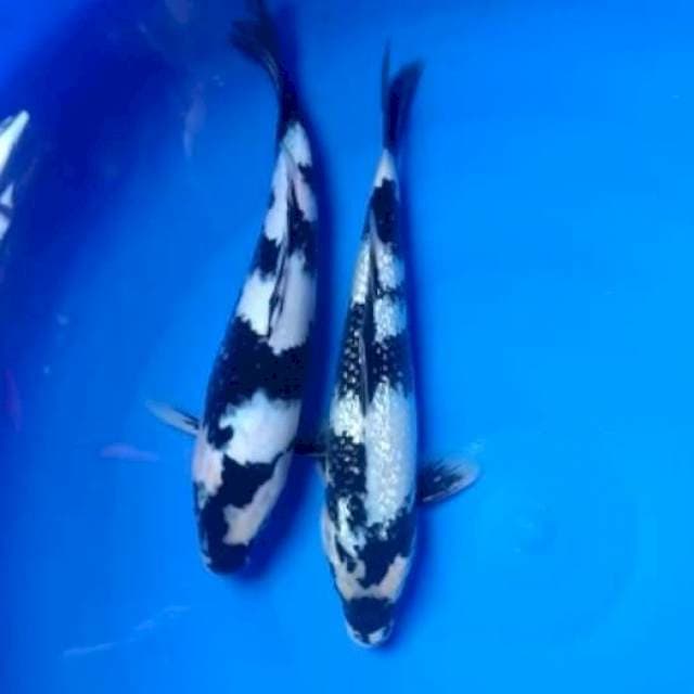 duo shiro joss 28-30 cm 