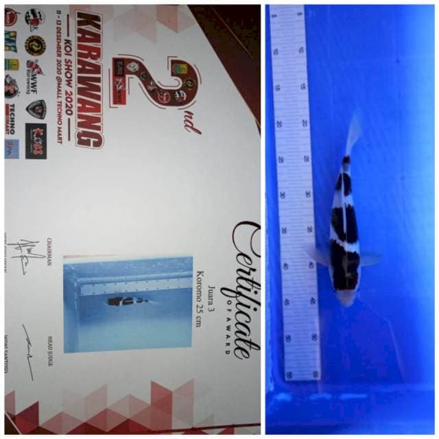 KOROMO JUARA 3 2TH KARAWANG YOUNG KOI SHOW 2020 