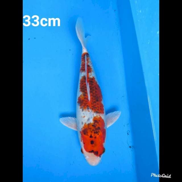33cm Fml , Ai Goromo 
