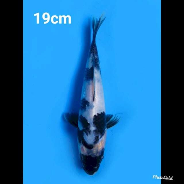 19cm Male , Shiro Tategoi 