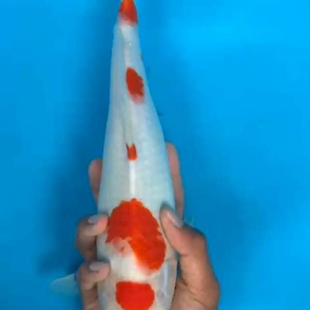 Kohaku ucibeni
